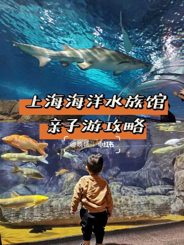 上海海洋水族馆攻略路线_上海海洋水族馆的位置