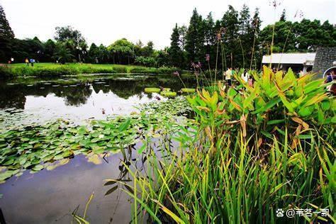 辰山植物园水生植物园_辰山植物园水生植物园开放时间